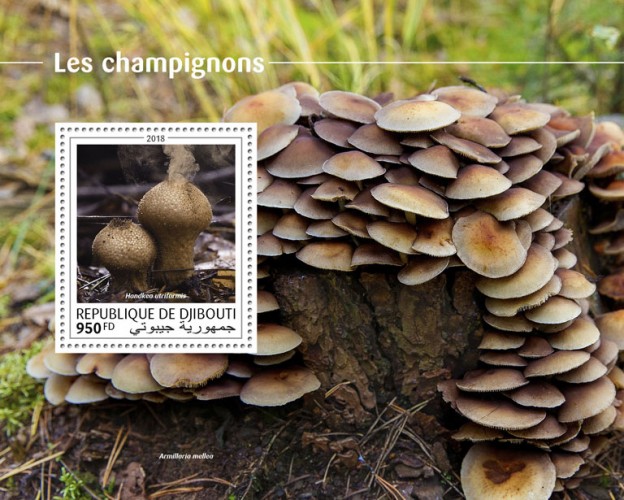 Mushrooms (Handkea utriformis) Background info: Armillaria mellea | Stamps of DJIBOUTI