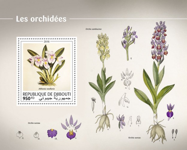 Orchids (Miltonia vexillaria) Background info: Elder-flowered Orchid, Dactylorhiza sambucina | Stamps of DJIBOUTI