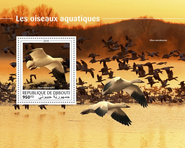 Water birds (Chen caerulescens) | Stamps of DJIBOUTI