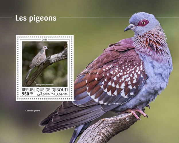 Pigeons (Spilopelia chinensis) Background info: Columba guinea | Stamps of DJIBOUTI