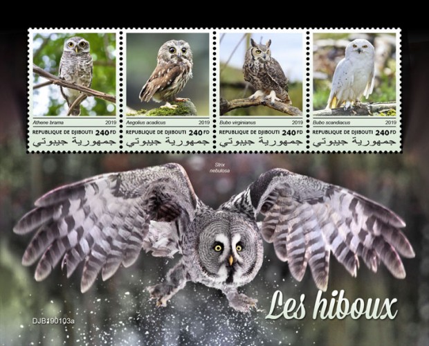 Owls (Athene brama; Aegolius acadicus; Bubo virginianus; Bubo scandiacus) Background info: Strix nebulosa | Stamps of DJIBOUTI